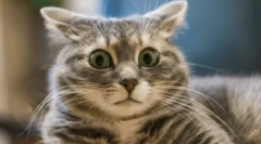 Kako se strinjati z vašo mačko: naučite se razumeti geste in jezik muryka